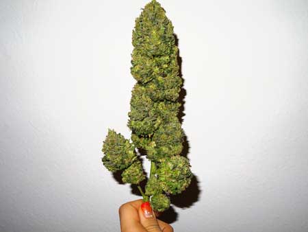 A bud that has been trimmed