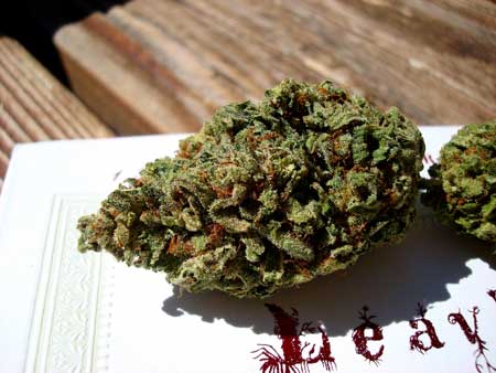 The structure of this cannabis bud means that there is still going to be a significant amount of plant matter even after the sugar leaves are trimmed flush with the bud