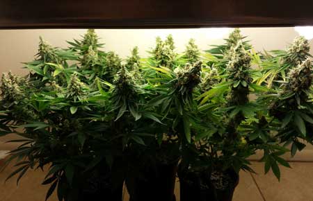 By around week 7-8, your cannabis plants should be really hitting their stride as far as fattening buds!