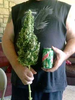 Incredibly huge cola, wow!