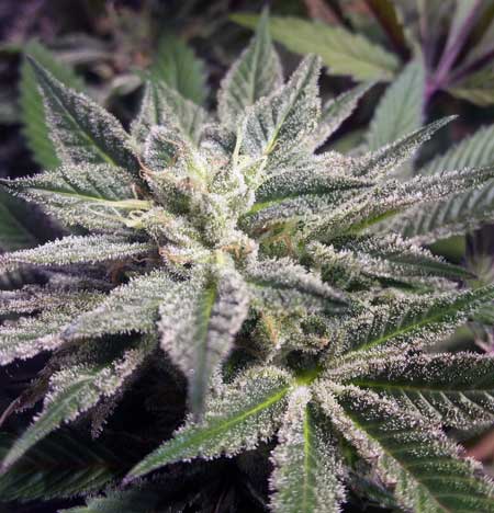 Example of a marijuana bud grown under an LEC grow light (Light Emitting Ceramic)