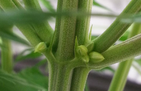 These pollen sacs indicate that this cannabis plant is male, and should be removed from the grow room as soon as possible!