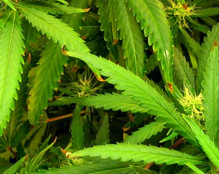 Cannabis growing troubleshooting
