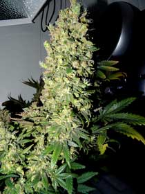 This huge Original Amnesia weed cola is ready for harvest!