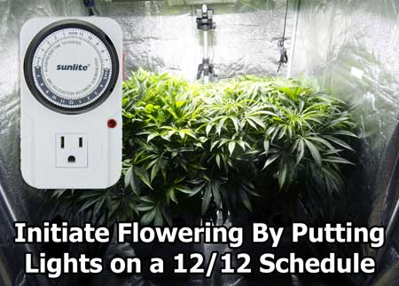 Flowering Stage: Switch to 12/12 schedule (or similar) to induce the plant to start the flowering stage, which is the second stage of life when plant starts making buds. The most important part is to ensure the plant is getting long uninterrupted night periods of 12+ hours darkness per day. Some growers will give longer nights (for example a 11/13 or 10/14 schedule), which can cause some strains to mature faster in the flowering stage. More info below.