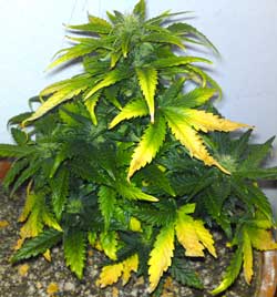 The yellowing on this flowering cannabis plant isn't normal and should be fixed as soon as possible!