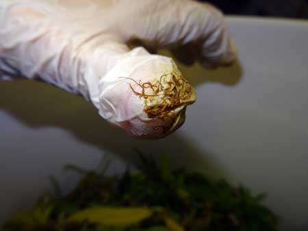 Sticky fingers from trimming cannabis, How to harvest a cannabis plant, When to harvets a cannabis plant, when is my weed plant doneHow to grow legal cannabis, a step by step guide to growing weed, cannabis growing guide, tips for marijuana growers, growing cannabis plants for the first time, marijuana growers forum, marijuana growing tips, cannabis plant problems, cannabis plant help, marijuana growing expert advice. Percysgrowroom.com