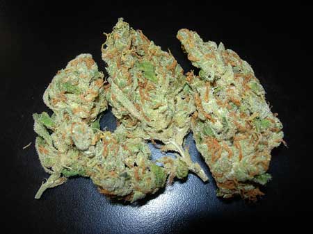 These Super Rhino marijuana buds did not get their sugar leaves cut off before drying