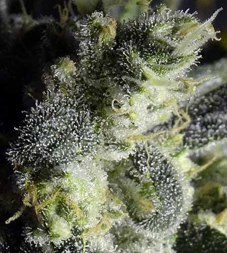 A lot of the THC and other cannabinoids that affect the potency of your buds are contained in the glandular stalked trichomes that grow all over the buds, sugar leaves and sometimes even stems or fan leaves!