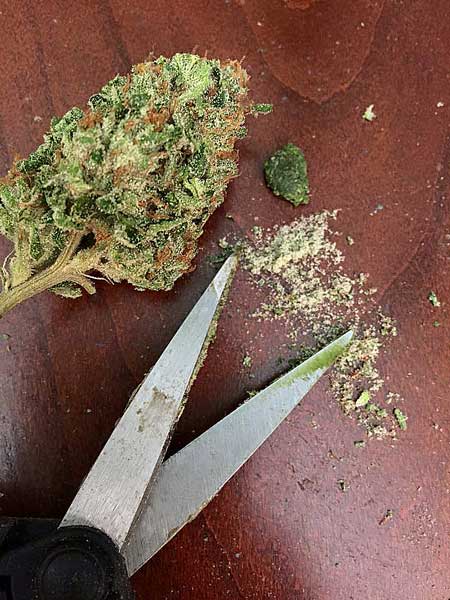 Trimming cannabis with Fiskars scissors