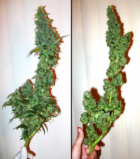 Trimming off sugar leaves - before and after