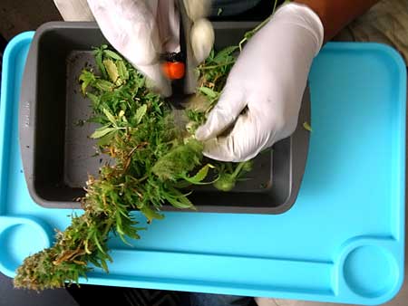 Trimming off the sugar leaves with a sharp pair of Fiskars