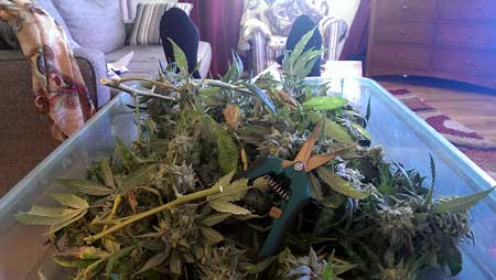 Just about time to start trimming my newly harvested weed!