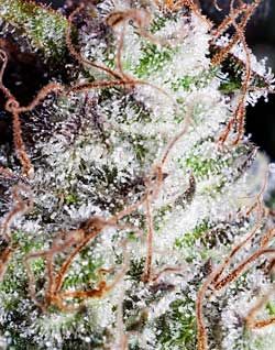 Ultimate cannabis trichomes closeup - not all strains will be able to produce this much "frost" and the amount of trichomes has a huge effect on potency! In order to maximize potency, you need to start with a potent, high-THC strain with quality genetics!