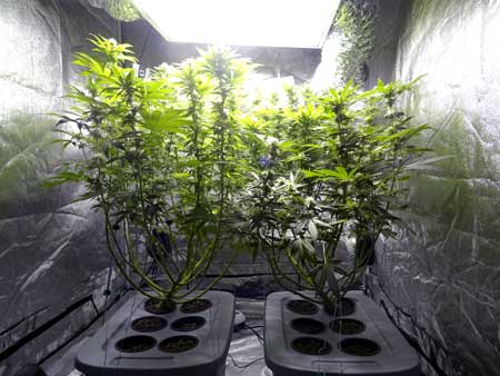 At week 7 of the marijuana flowering stage, your cannabis plants should still be mostly green and healthy, though it's normal to start losing a few leaves here and there, especially towards the bottom of the plant