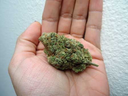 This cannabis bud was well trimmed, giving it a "tidy" appearance