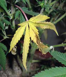 It's normal to see a few yellow or discolored leaves, especially near the bottom of the plant