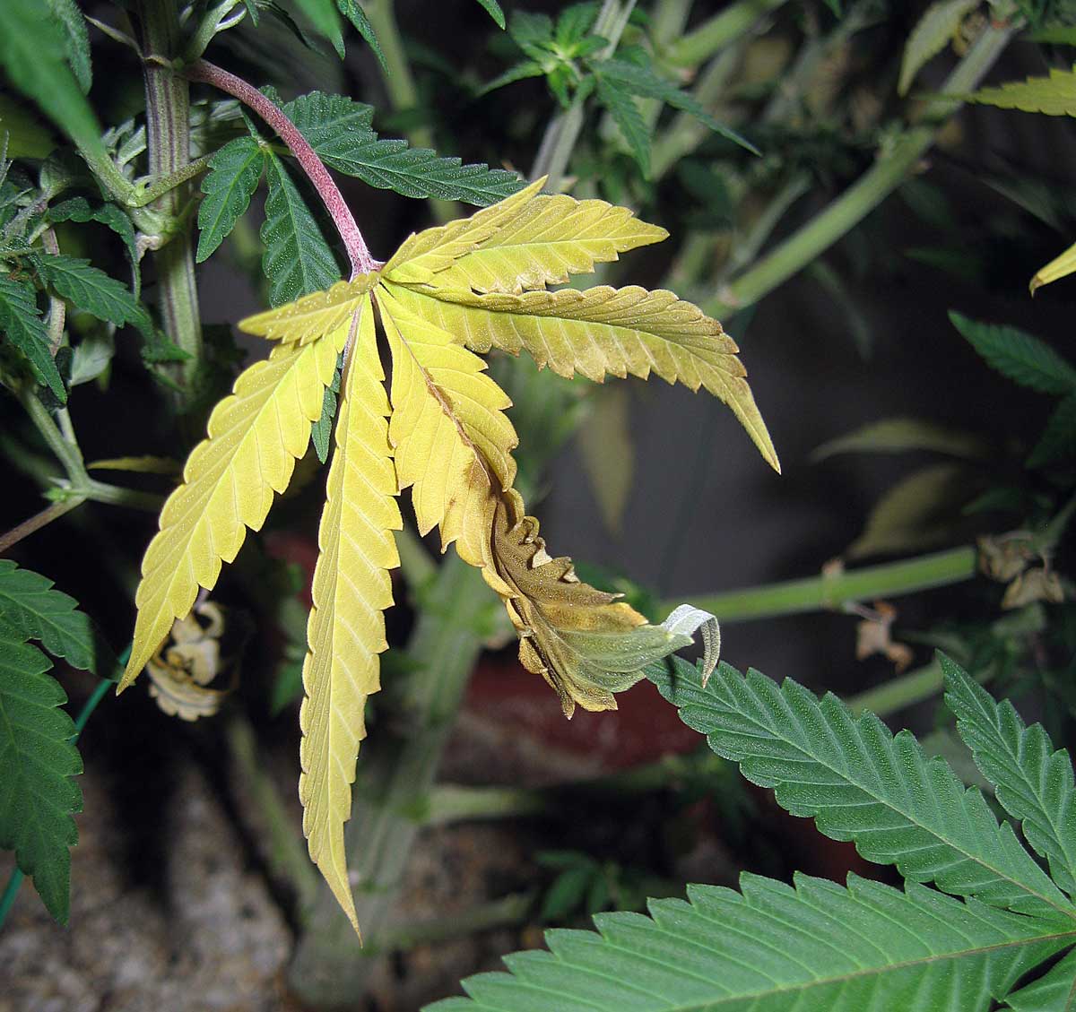 Листья у конопли пожелтели как обнаружить марихуану в крови