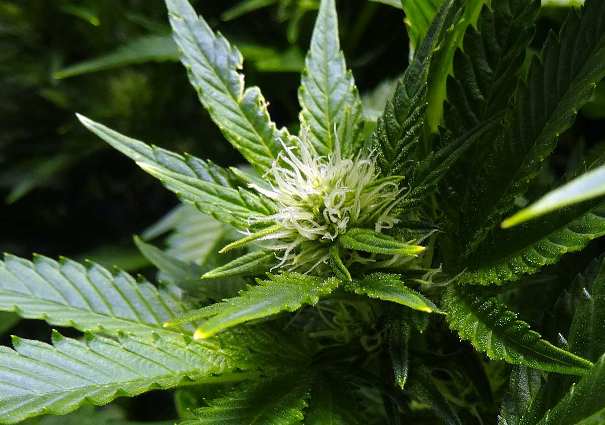 Auto-Flowering Cannabis