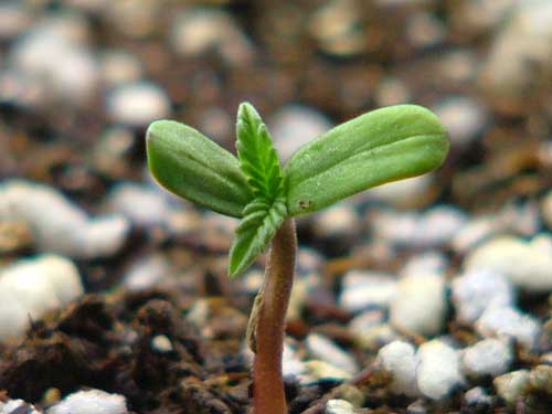 A young, cute cannabis seedling that has just germinated. It has its whole life ahead of it!