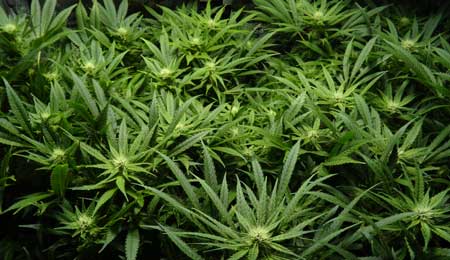 A canopy of medical marijuana buds growing indoors at home.