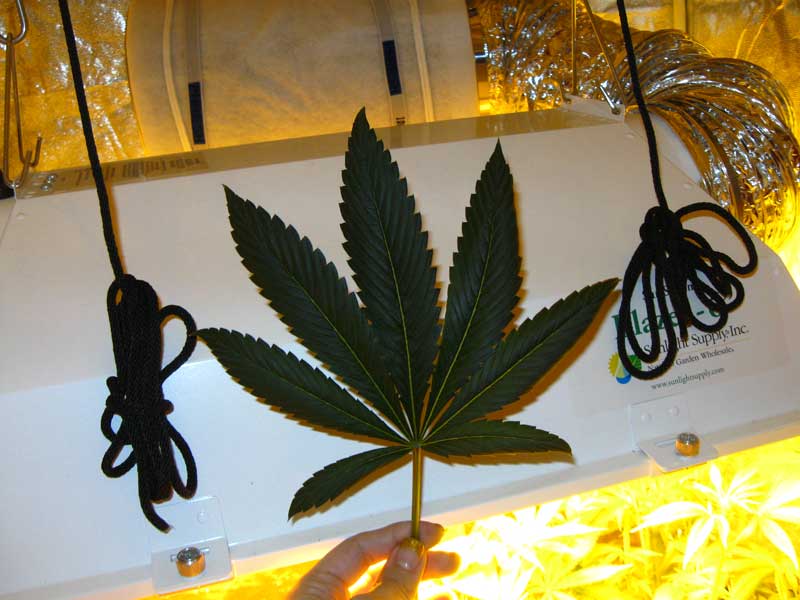 What's the Difference Between "Indica" and "Sativa" Strains? | Grow