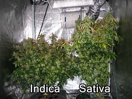 Example of an indica cannabis plant compared to a sativa cannabis during the flowering stage in a grow tent.