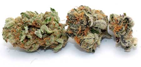 An example of a medical marijuana bud, looks just like a regular bud, doesn't it? Many different strains of cannabis have "medical" effects, so medical marijuana can refer to a lot of things.