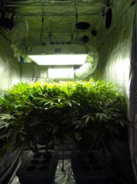 Medical marijuana plants growing inside a tent.