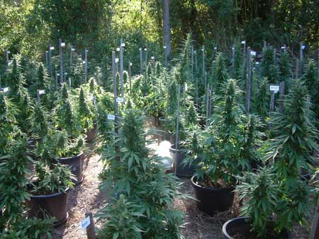 This medical marijuana cannabis crop is being used for cannabinoid research in Australia