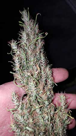 Example of "wild" or "landrace" Sativa buds - they are loose and airy