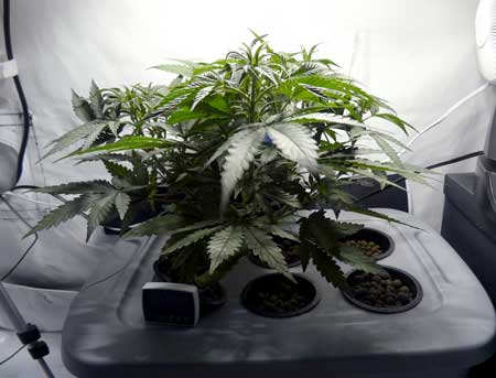 A healthy young indica cannabis plant growing short and bushy with big leaves