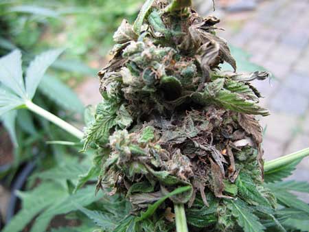 An outdoor marijuana plant that has been attacked by bud rot