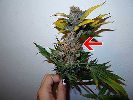 A cannabis bud with bud rot. It still looks mostly okay on the outside (except the leaves) but there's a nasty surprise inside. The bud rot is usually located at the base of the discolored leaves.