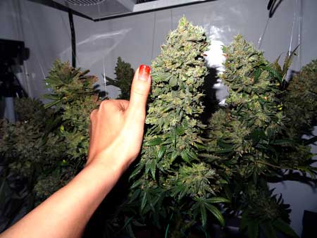 Easy to grow marijuana strains