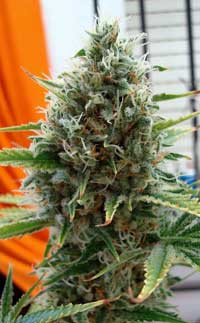 This high-CBD high-THC Super Skunk strain can be a great choice for medical marijuana patients, but is it the best cannabis strain for all growers? Unfortunately there is not "best" so I'll help you find the best strain for you!