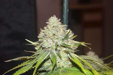 Easy to grow weed strains