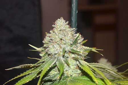 L.A. Confidential is one of the best marijuana strains! It's legendary!