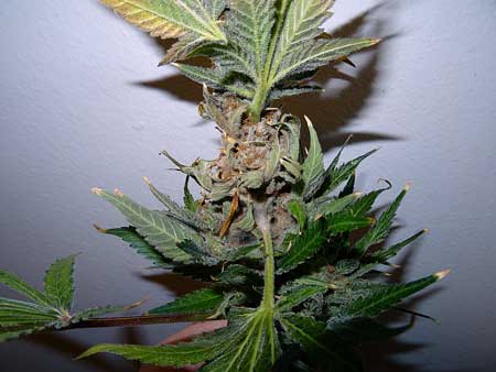 Opening up the marijuana bud lets you see the mold growing inside. Cannabis leaves fall out wherever the bud rot forms, and up close the buds look brown, gray, or moldy.