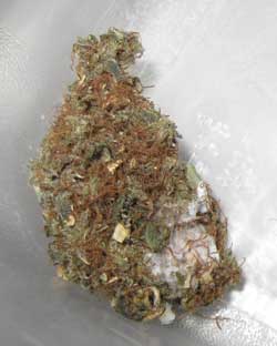 Marijuana buds that grew mold during the curing process - this makes your buds unusable and you should NOT smoke them