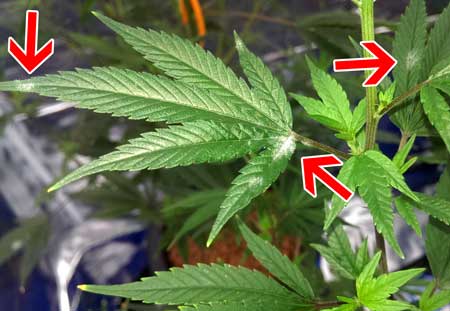 A marijuana plant that's been attacked by White Powdery Mildew (WPM)
