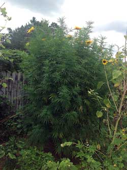 This cannabis plant is living in a sunny, breezy spot