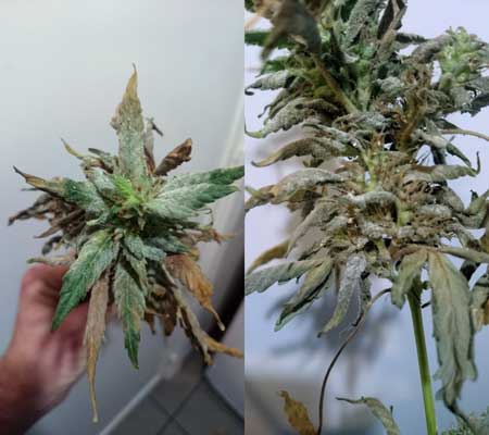 White Powdery Mold (WPM) doesn't just affect cannabis leaves, it can also attack and decimate buds!