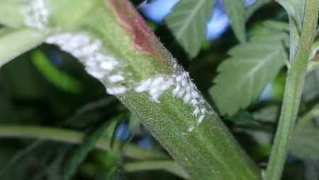 White Powdery Mold can also attack stems and buds, not just leaves