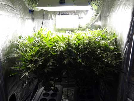 White Powdery mold most often attacks big leafy plants in small spaces