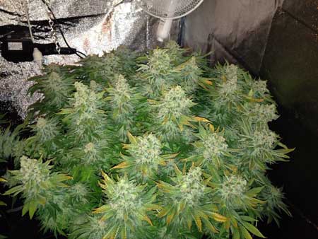 This plant is an example of "White Widow" - a legendary strain that's pretty easy to grow!