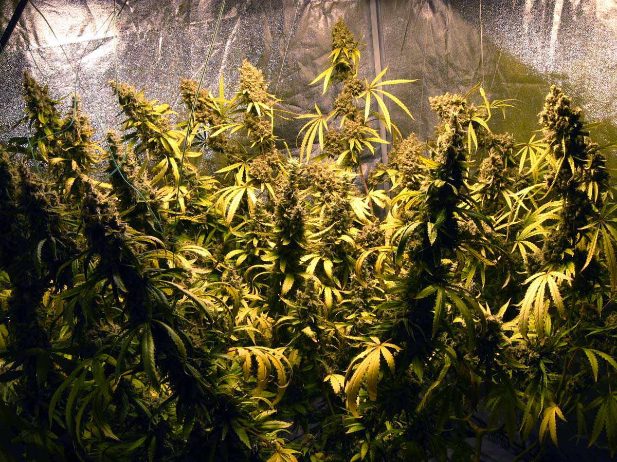 Конопля видео смотреть марихуана выращивание дома видео