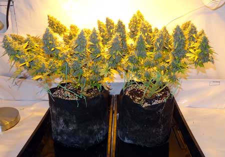 These cannabis plants were grown in coco in smart pots (fabric containers) and thrived even though they were regularly exposed to too-hot temps