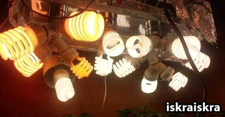 Avoid growing cannabis with CFLs if your main goal is to save time - they are more time-consuming than other types of grow lights