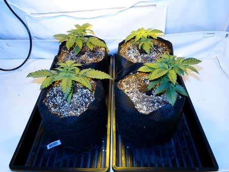 These cannabis plants are on inclined trays so all the runoff water pools to the front
